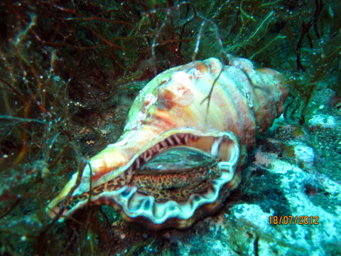 Cymatium parthenopeum